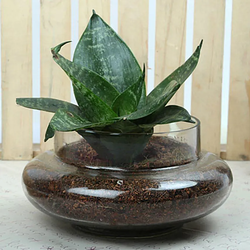 Sansevieria trifasciata plant in a round glass potpourri vase