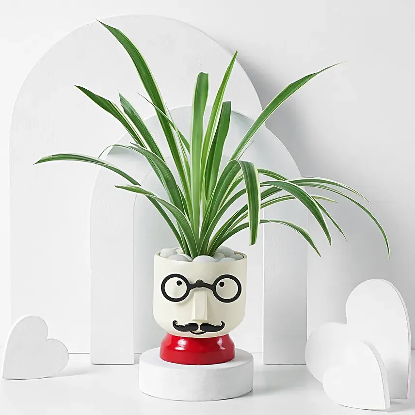Soulful Spider Planters