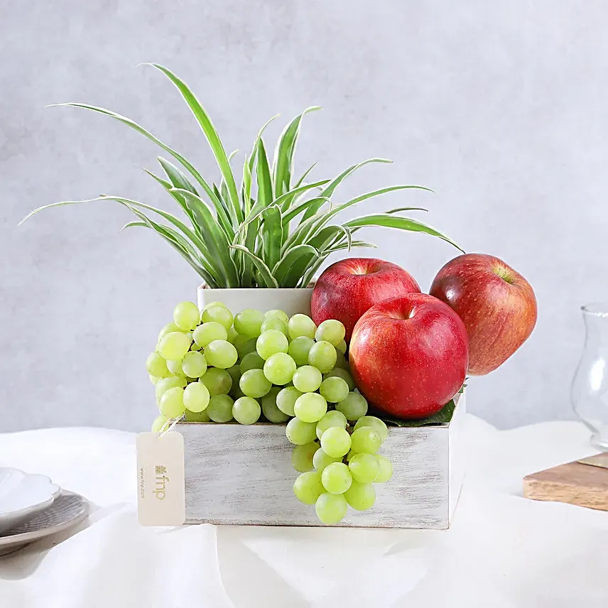 Spider Plant and Fresh Fruits Symphony