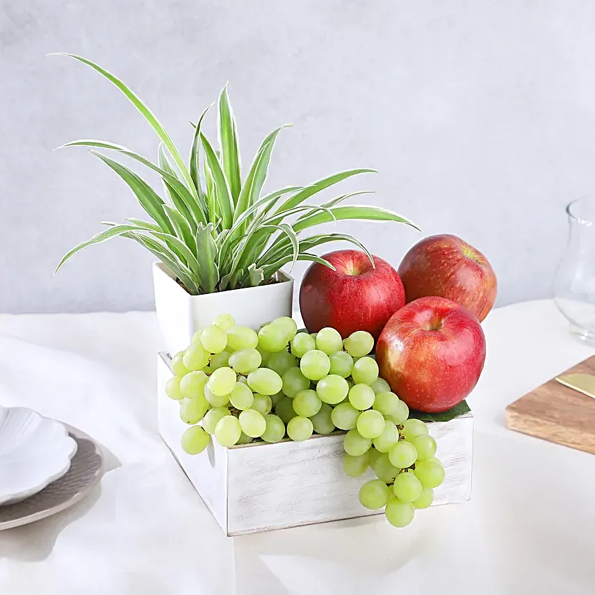 Spider Plant and Fresh Fruits Symphony