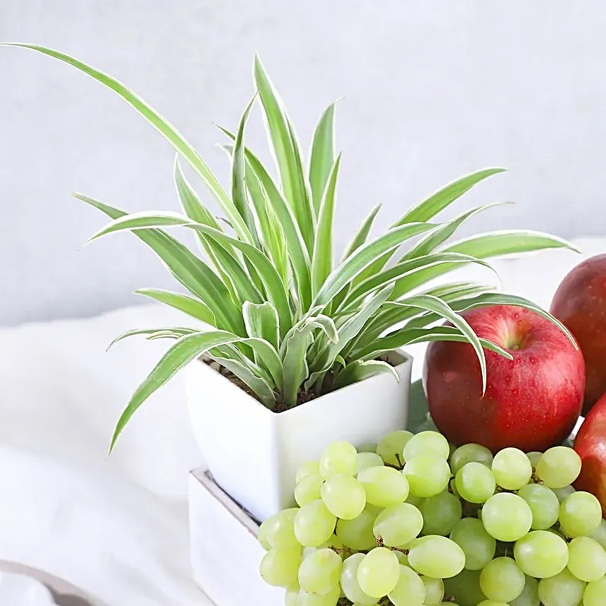 Spider Plant and Fresh Fruits Symphony