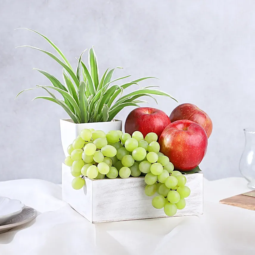 Spider Plant and Fresh Fruits Symphony