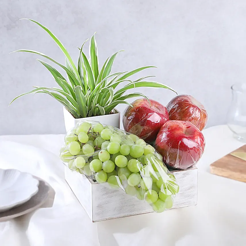 Spider Plant and Fresh Fruits Symphony