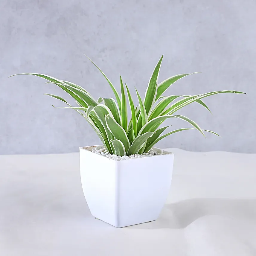 Spider Plant and Fresh Fruits Symphony