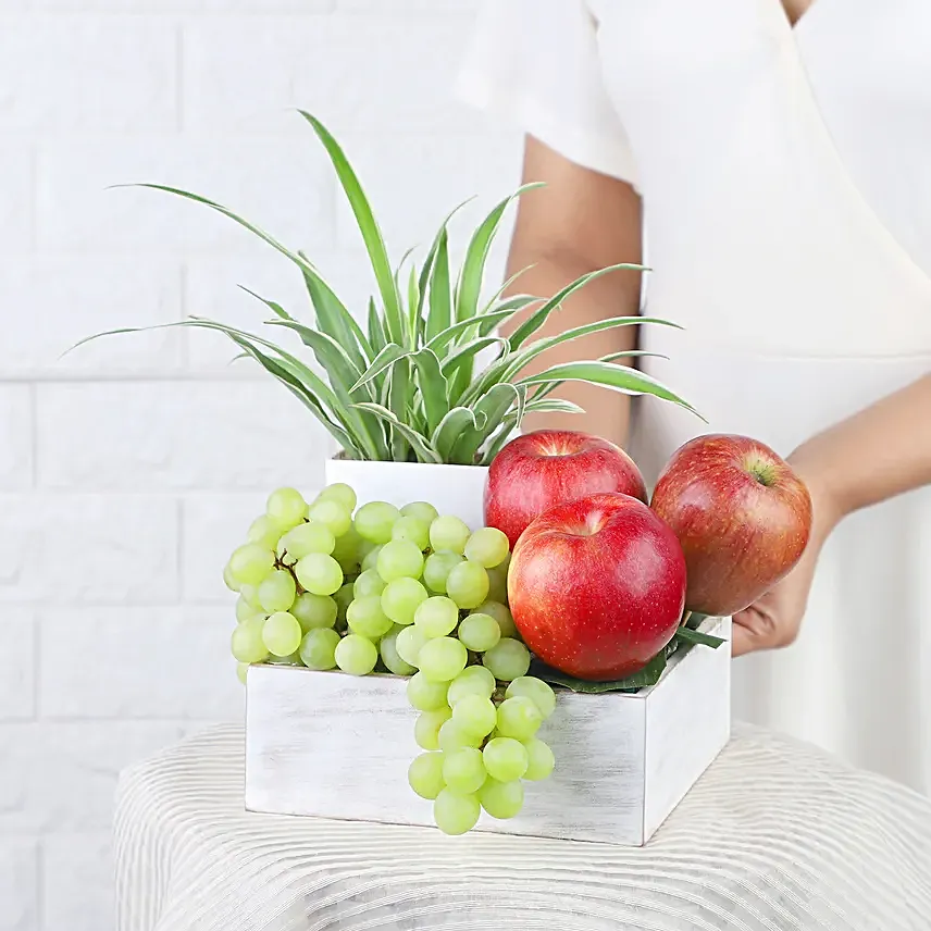 Spider Plant and Fresh Fruits Symphony
