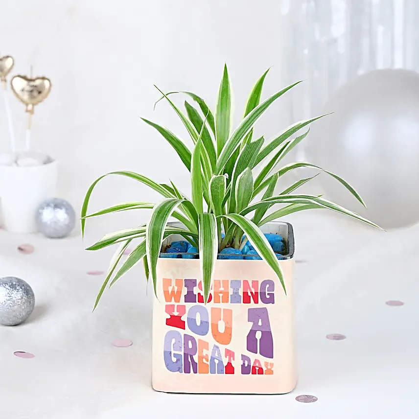 Spider Plant Birthday Celebration