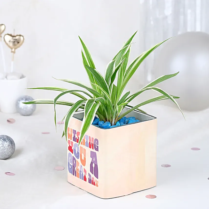 Spider Plant Birthday Celebration