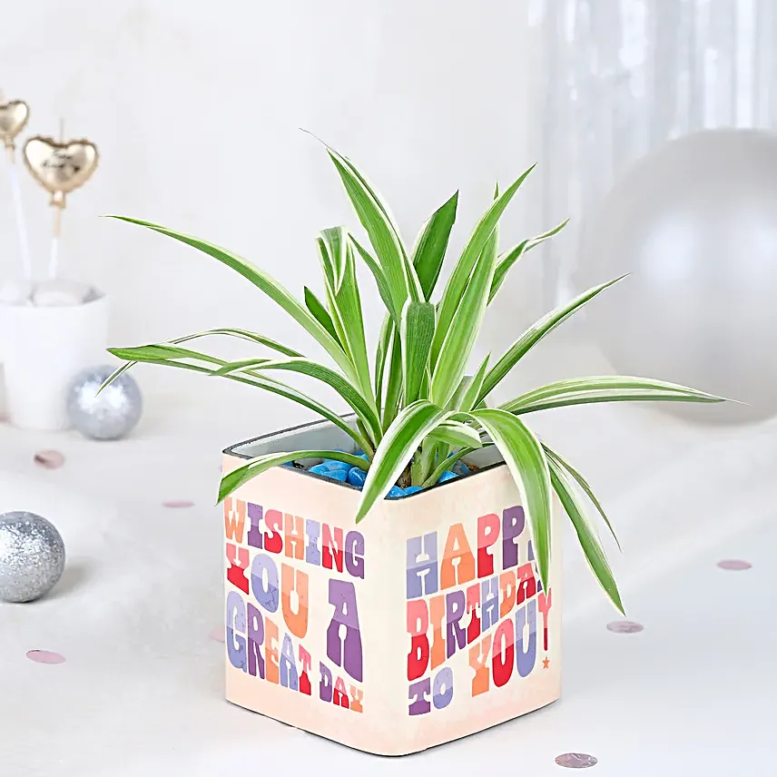 Spider Plant Birthday Celebration