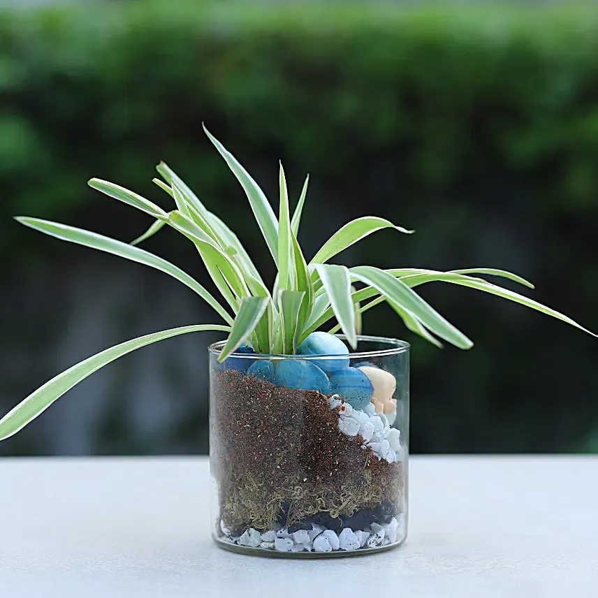 Spider Plant Cylindrical Vase Terrariums