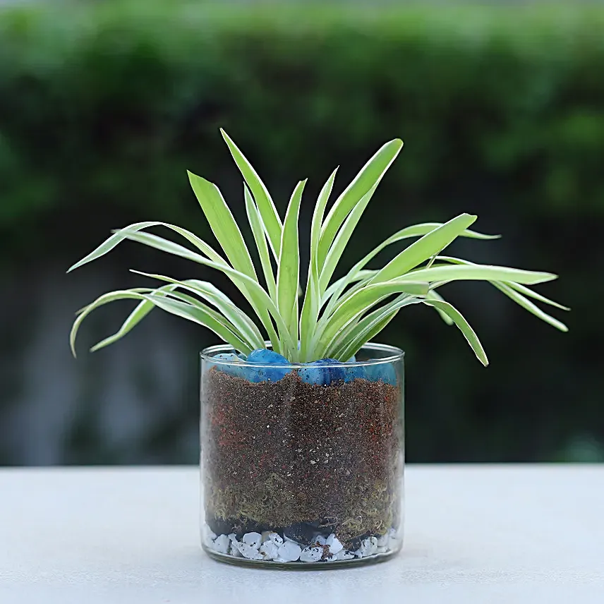 Spider Plant Cylindrical Vase Terrariums