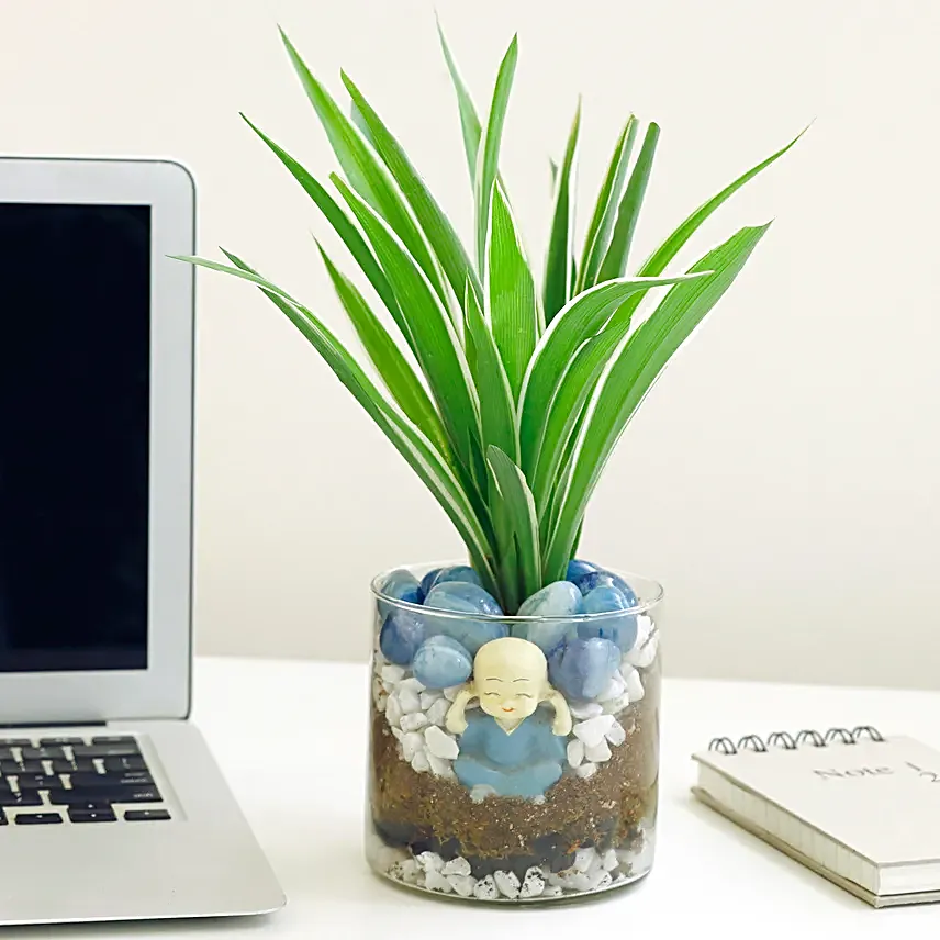 Spider Plant Cylindrical Vase Terrariums