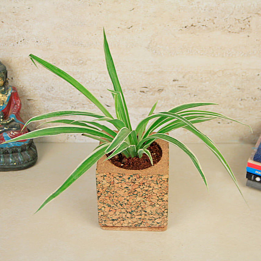 Spider Plant In Earthy Cork Pot