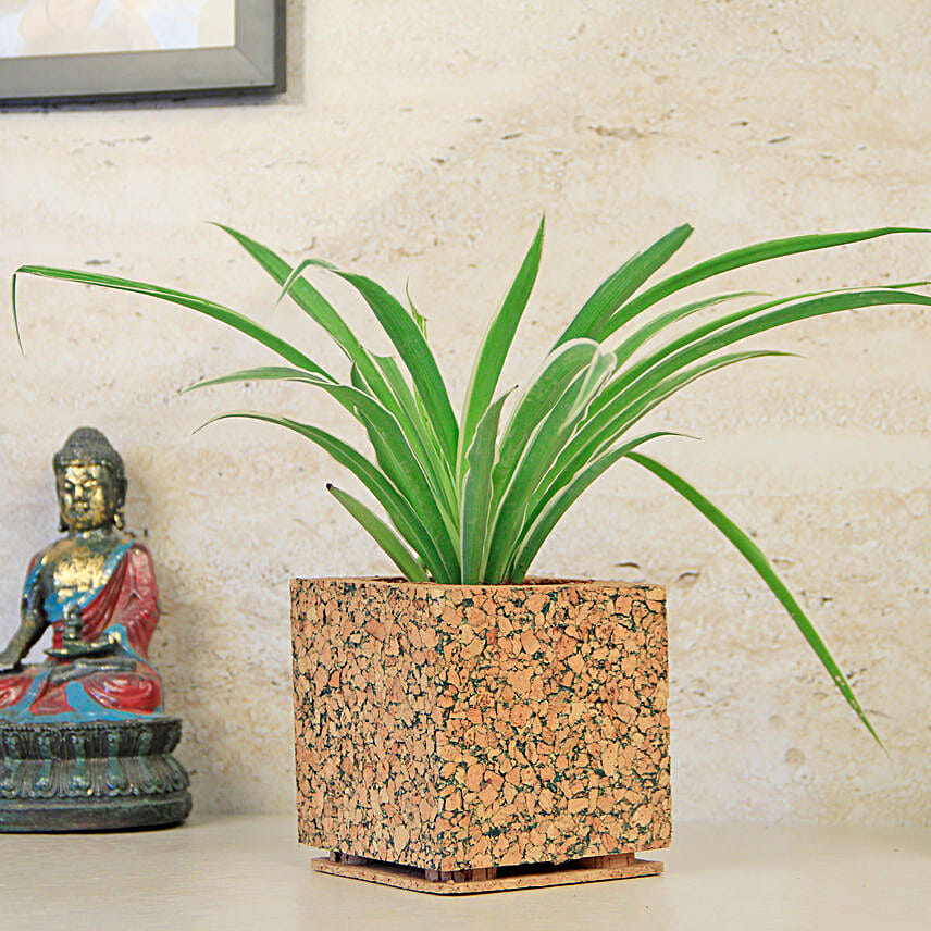 Spider Plant In Earthy Cork Pot