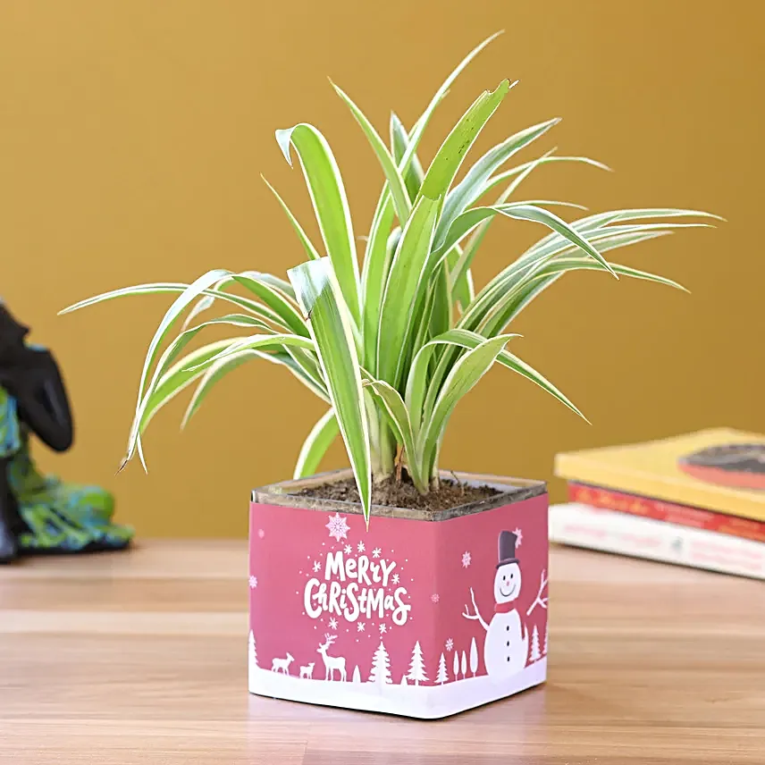spider plant in square pot online