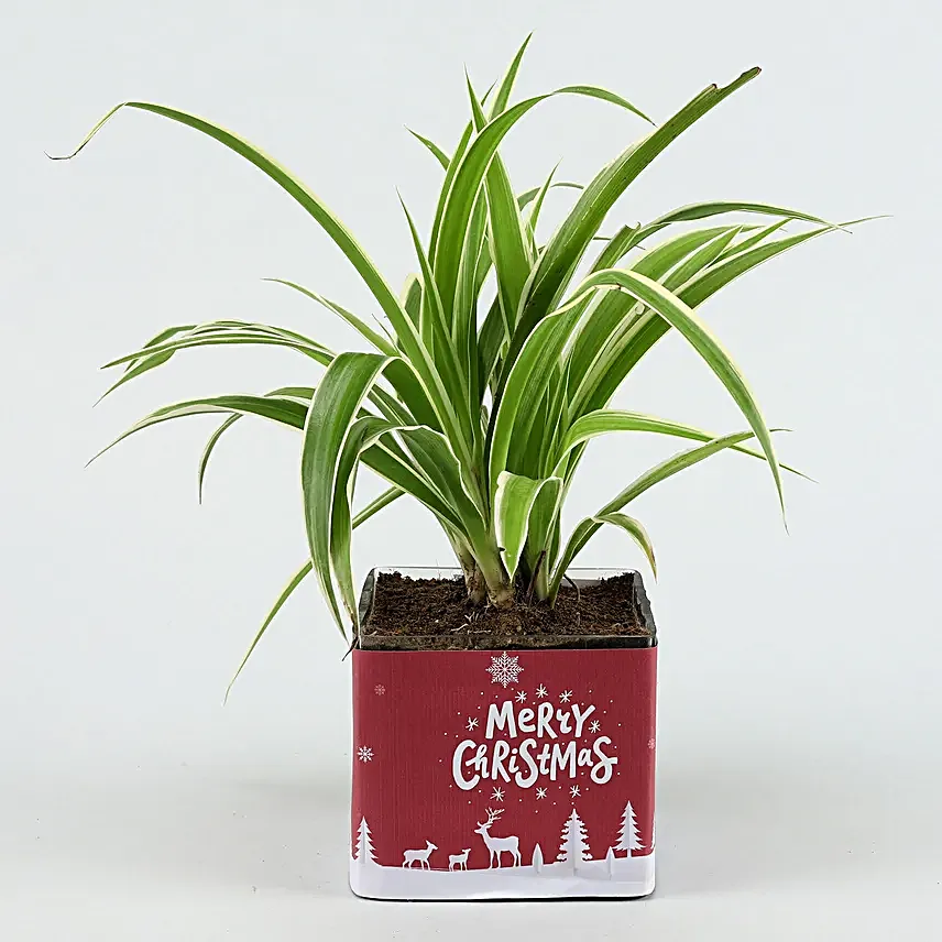 spider plant in square pot online
