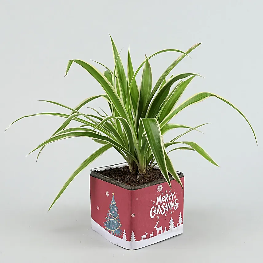 spider plant in square pot online