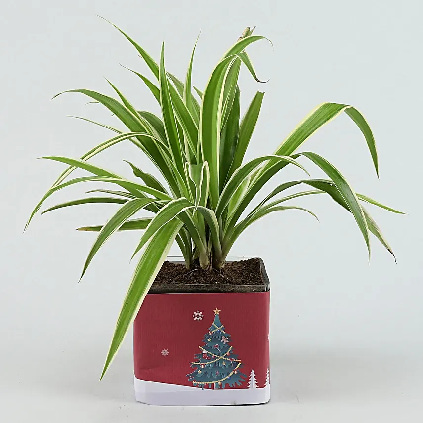 spider plant in square pot online