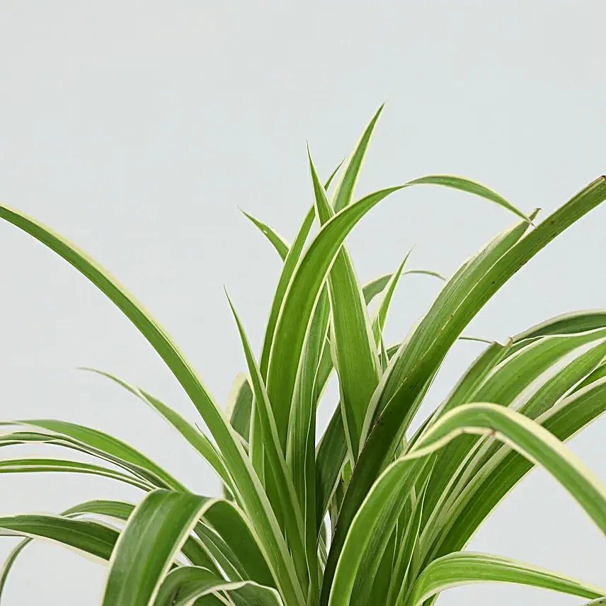 spider plant in square pot online