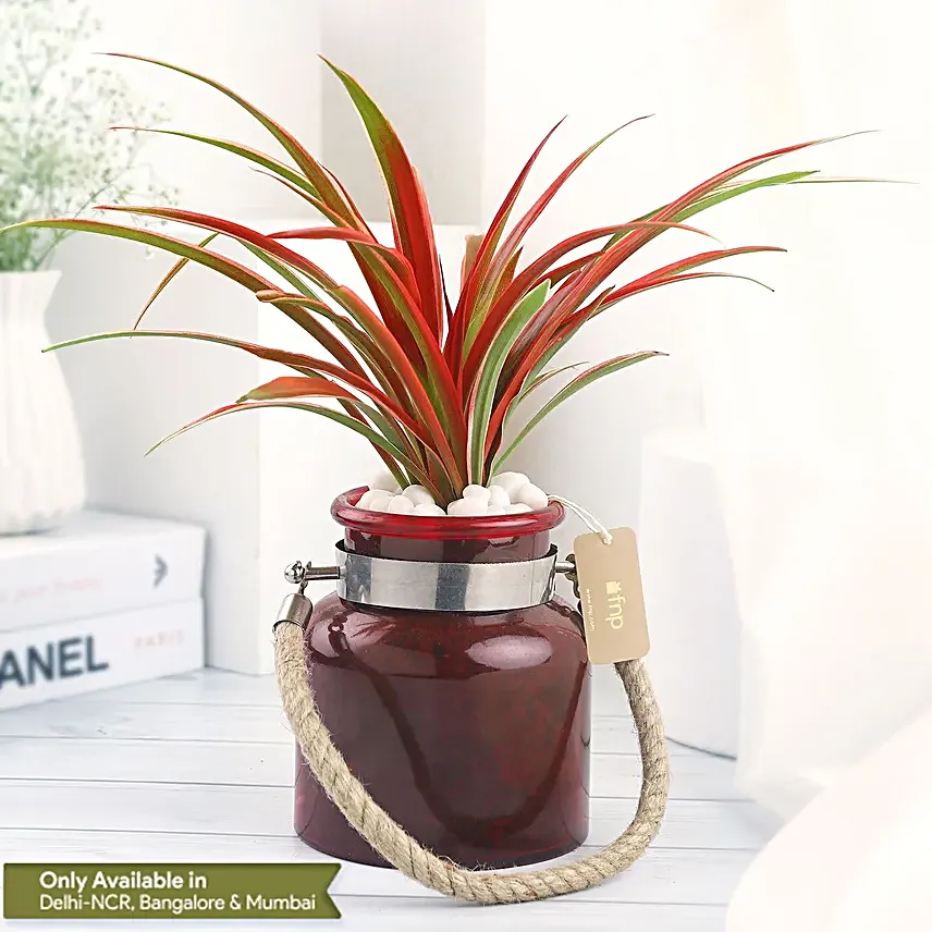 Spider Plant in Red Glass Vase
