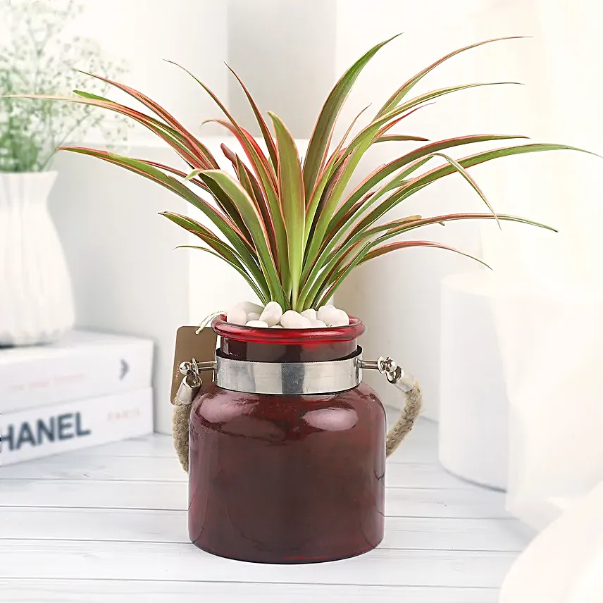 Spider Plant in Red Glass Vase