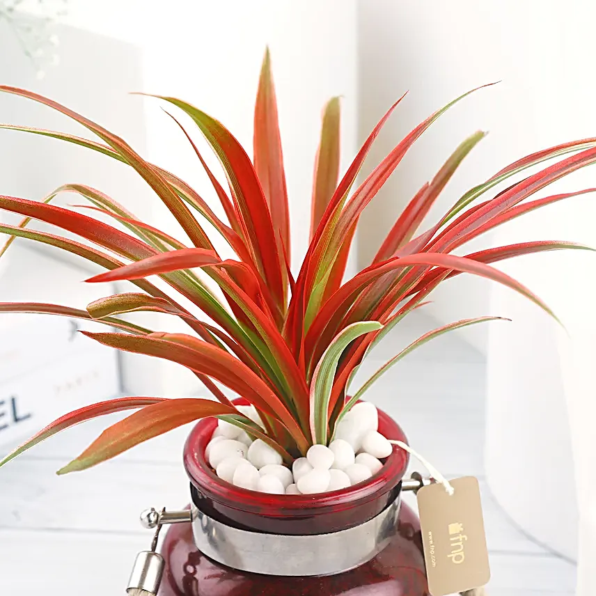 Spider Plant in Red Glass Vase