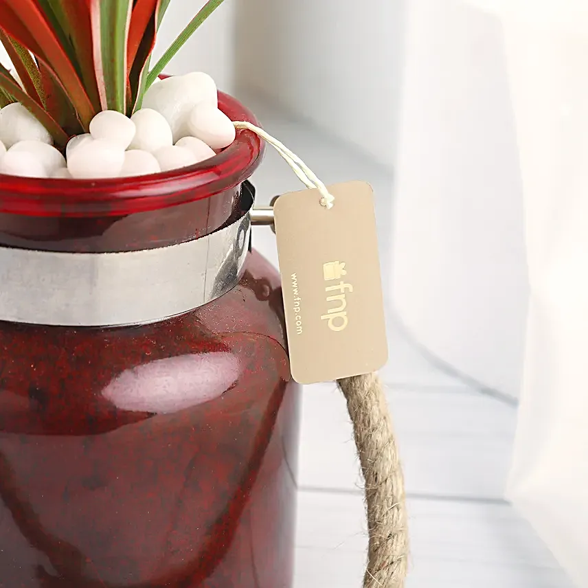 Spider Plant in Red Glass Vase