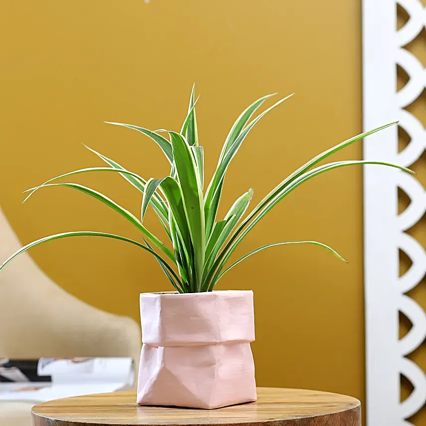 Spider Plant In Sack Shaped Pot