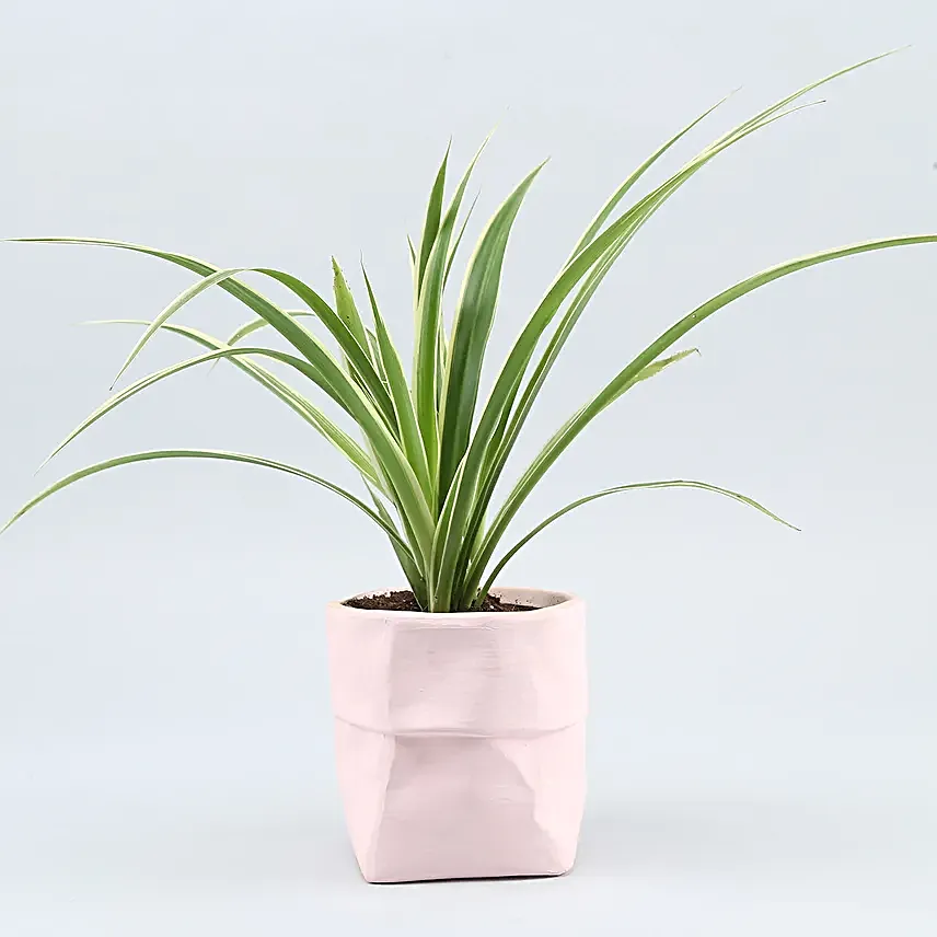 Spider Plant In Sack Shaped Pot