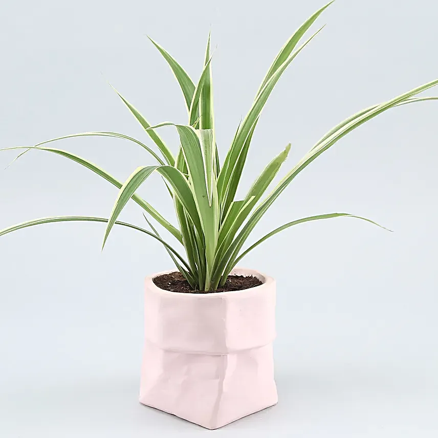 Spider Plant In Sack Shaped Pot