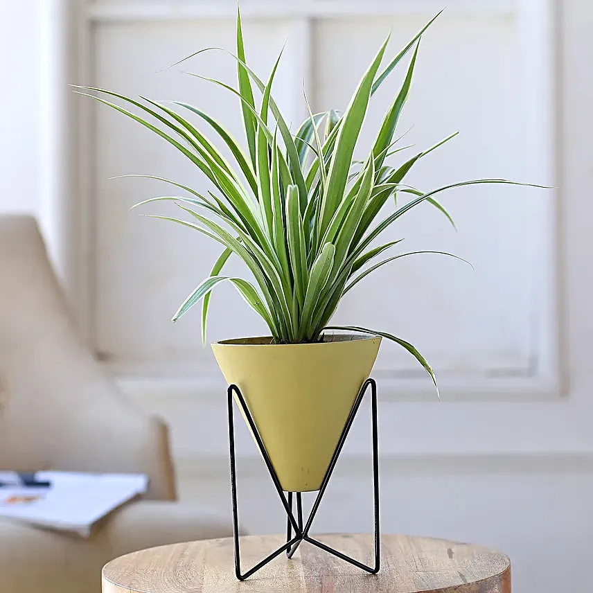 Spider Plant In Yellow Triangular Pot With Stand