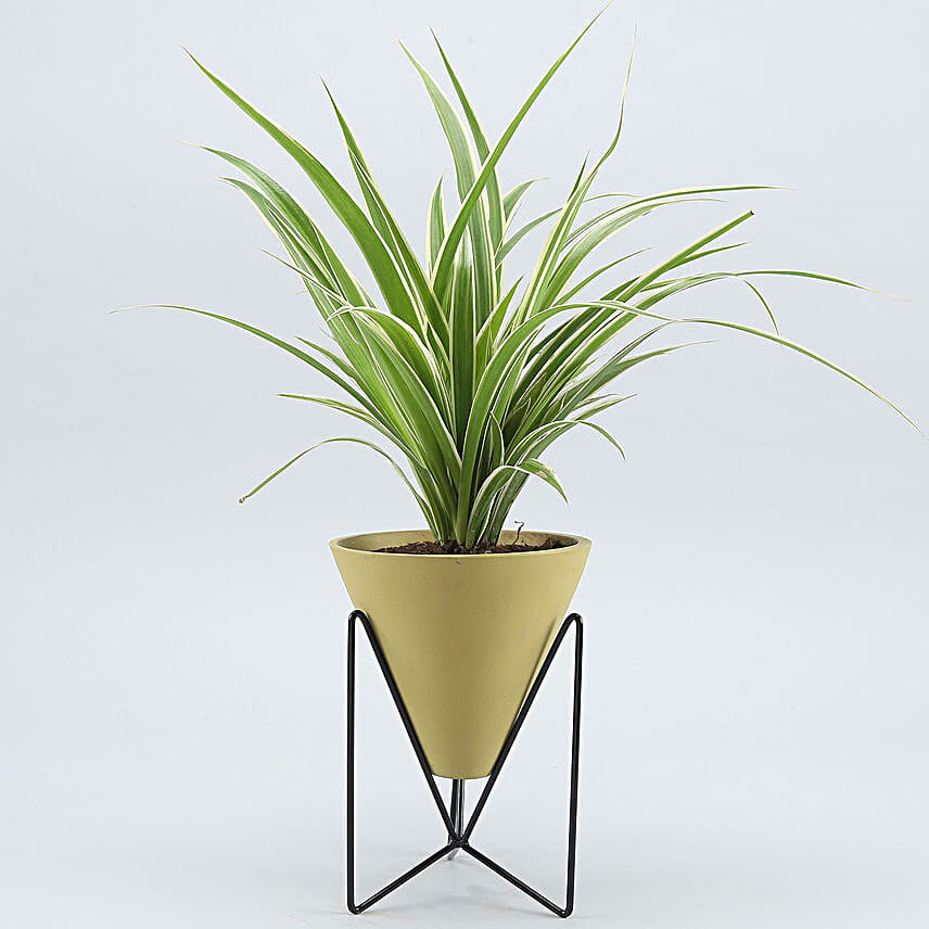 Spider Plant In Yellow Triangular Pot With Stand