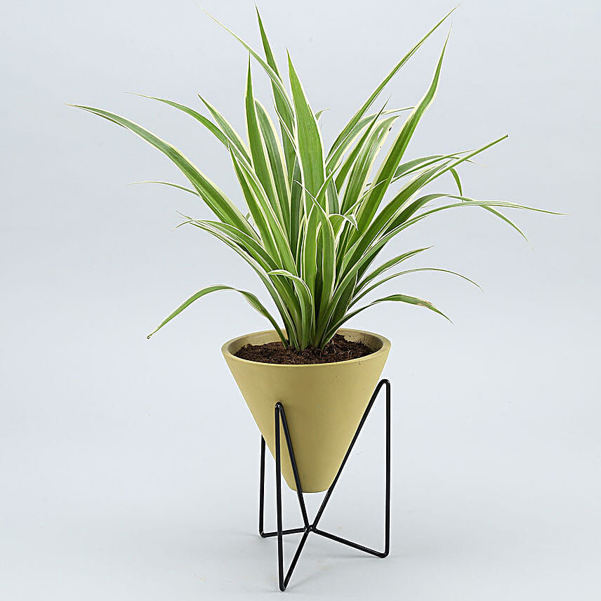 Spider Plant In Yellow Triangular Pot With Stand