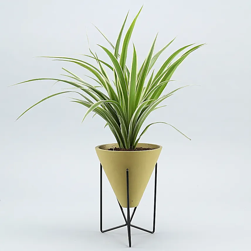 Spider Plant In Yellow Triangular Pot With Stand