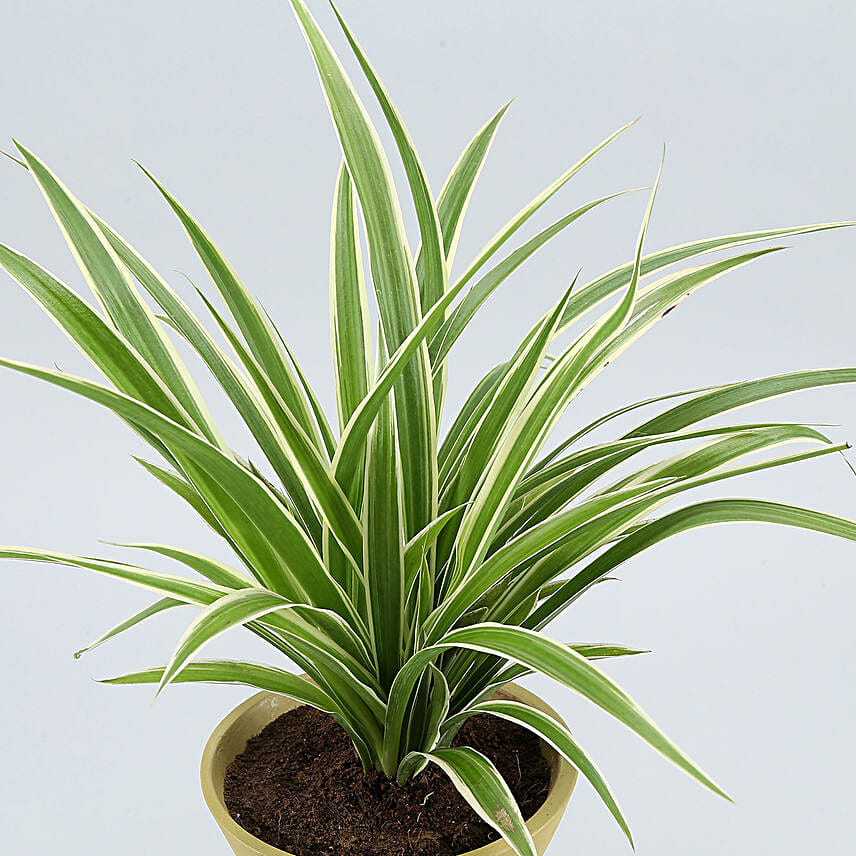 Spider Plant In Yellow Triangular Pot With Stand