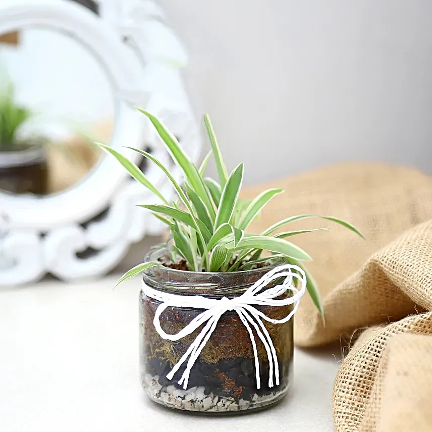 Spider Plant Mason Jar Terrarium
