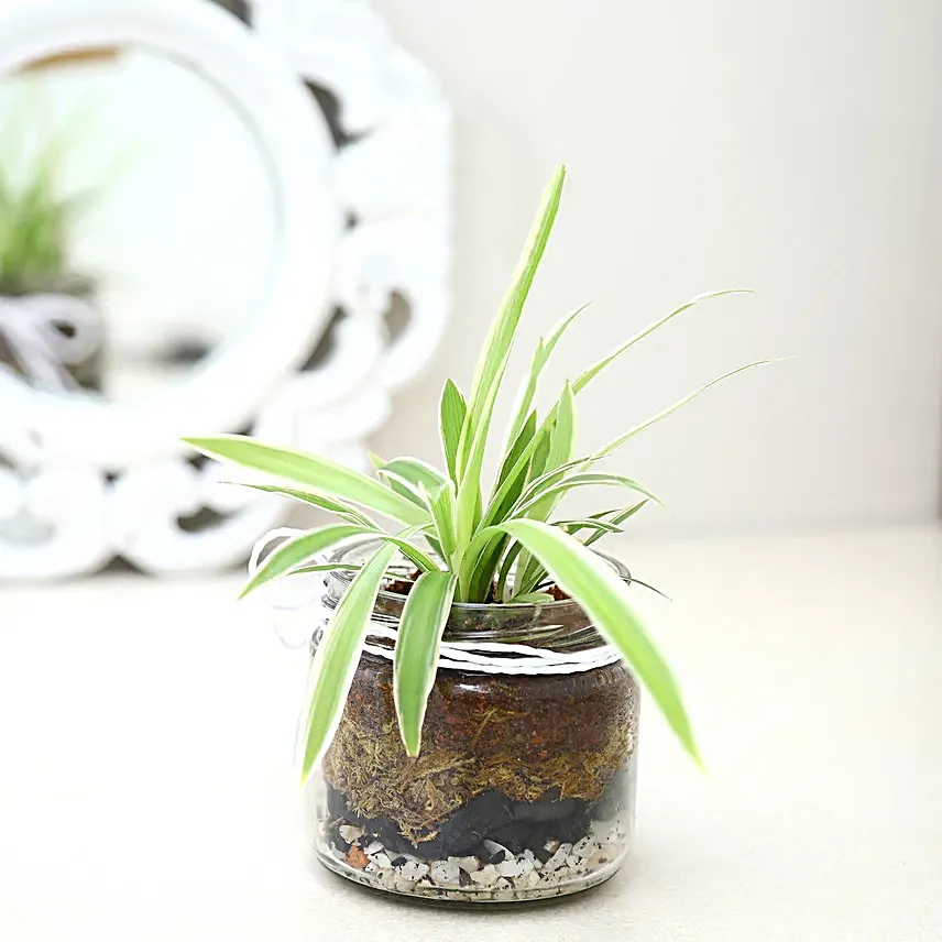 Spider Plant Mason Jar Terrarium