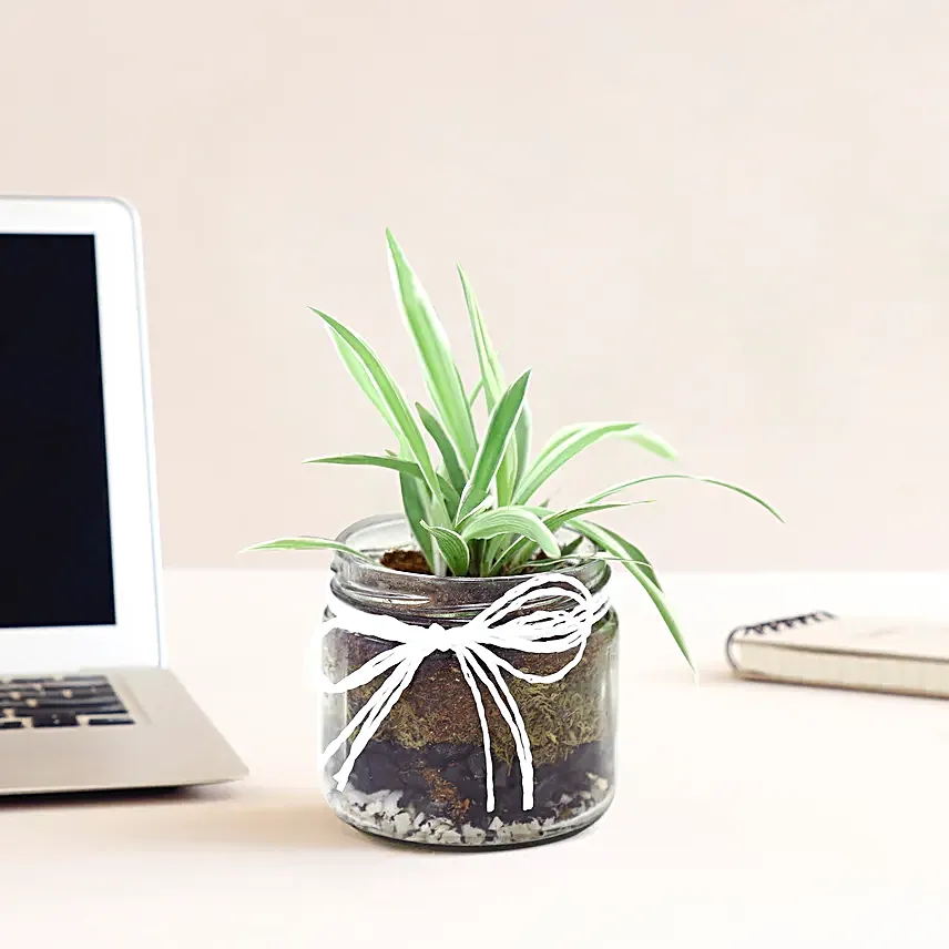 Spider Plant Mason Jar Terrarium