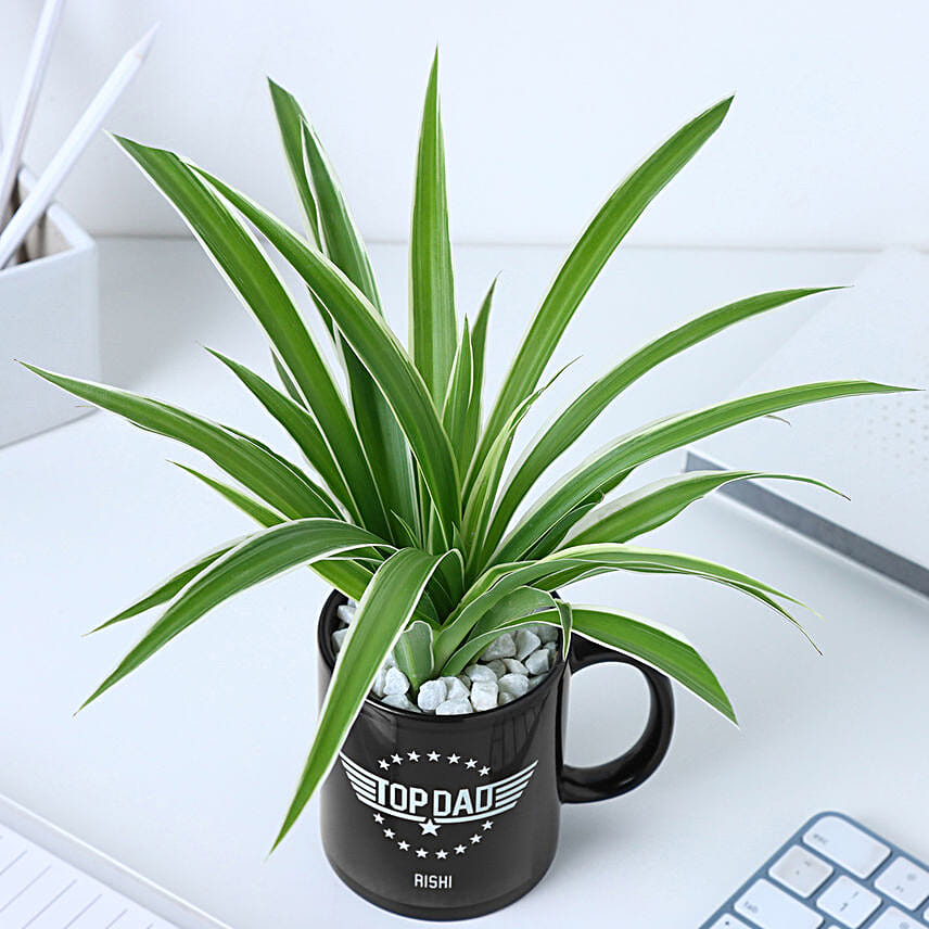 Spider Plant Personalised Green Oasis