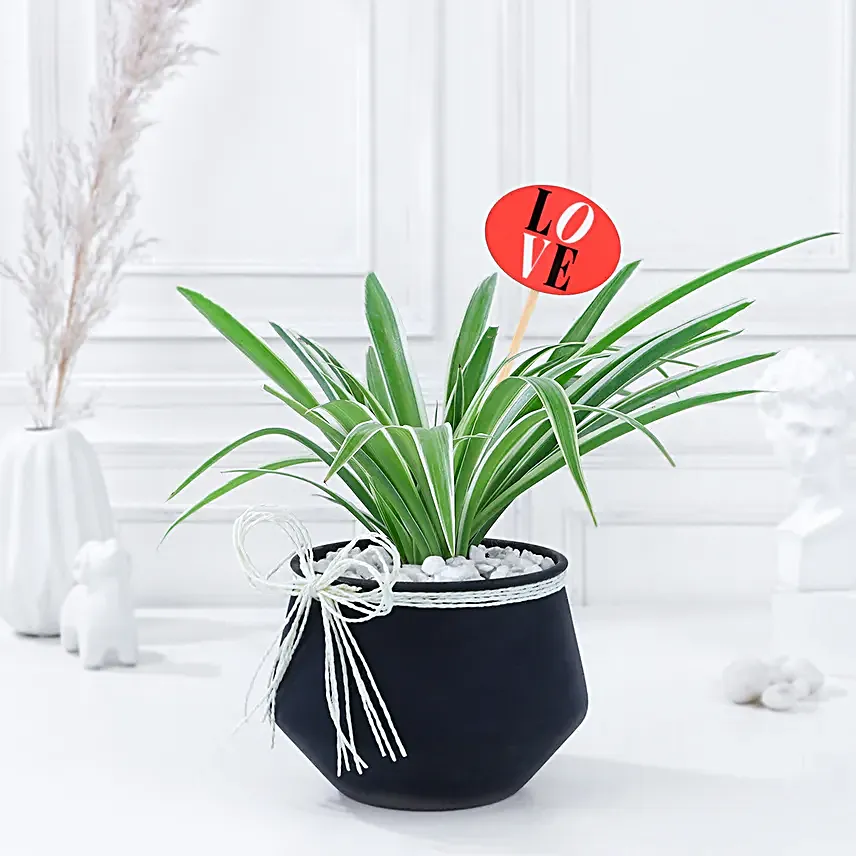 Spider Plant Serenade of Love