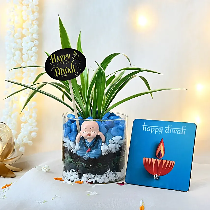 Spider Plant Tranquility Set