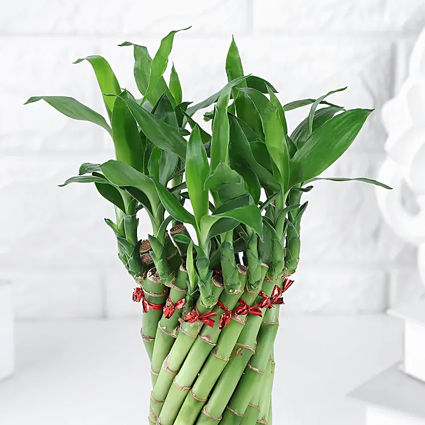 Spiral Bamboo Blessings
