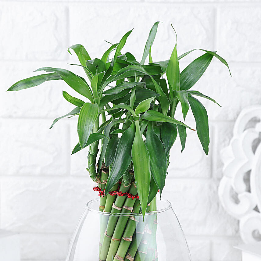 Spiral Bamboo Gift