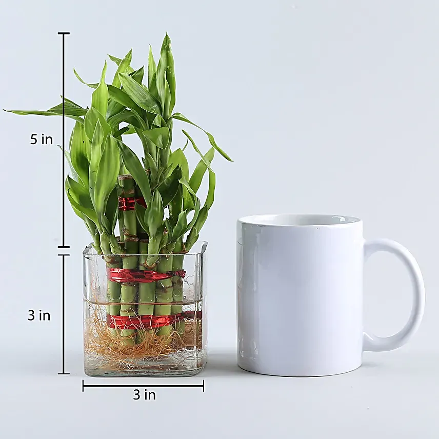 Square Vase 2 Layer Bamboo Plant 