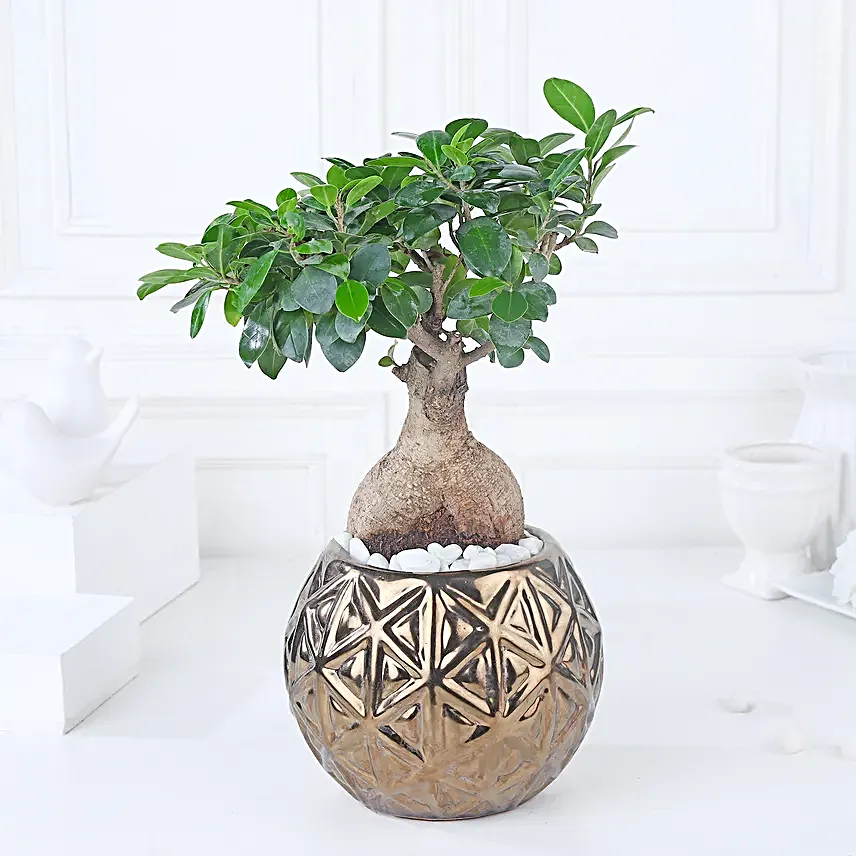 Starlit Ficus Bonsai Ensemble