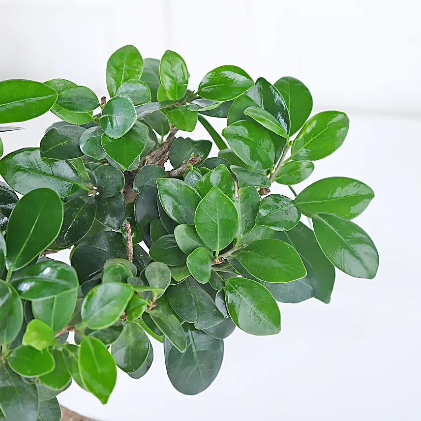Starlit Ficus Bonsai Ensemble