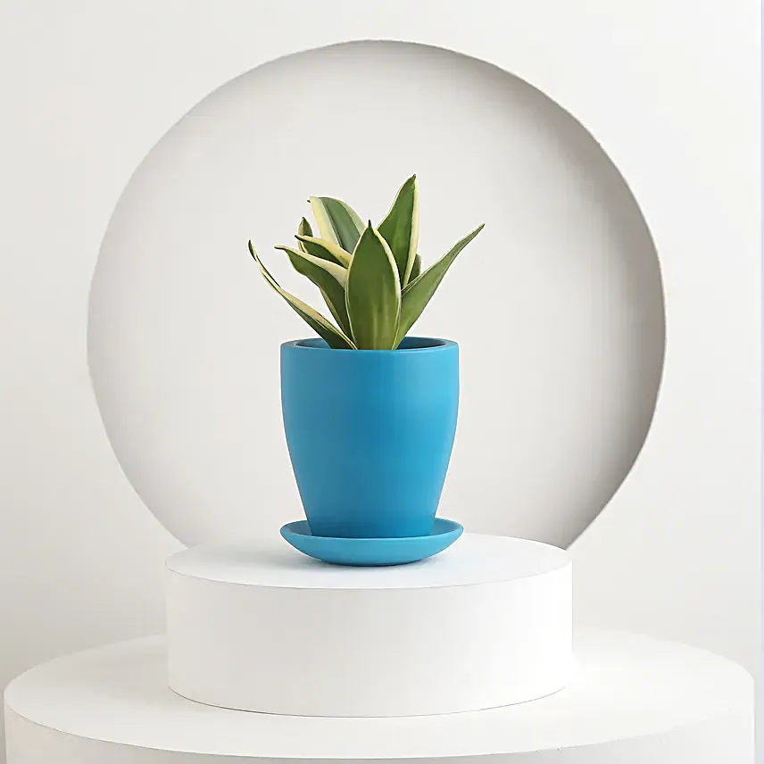 Summer Delight For Mom Gift Pot