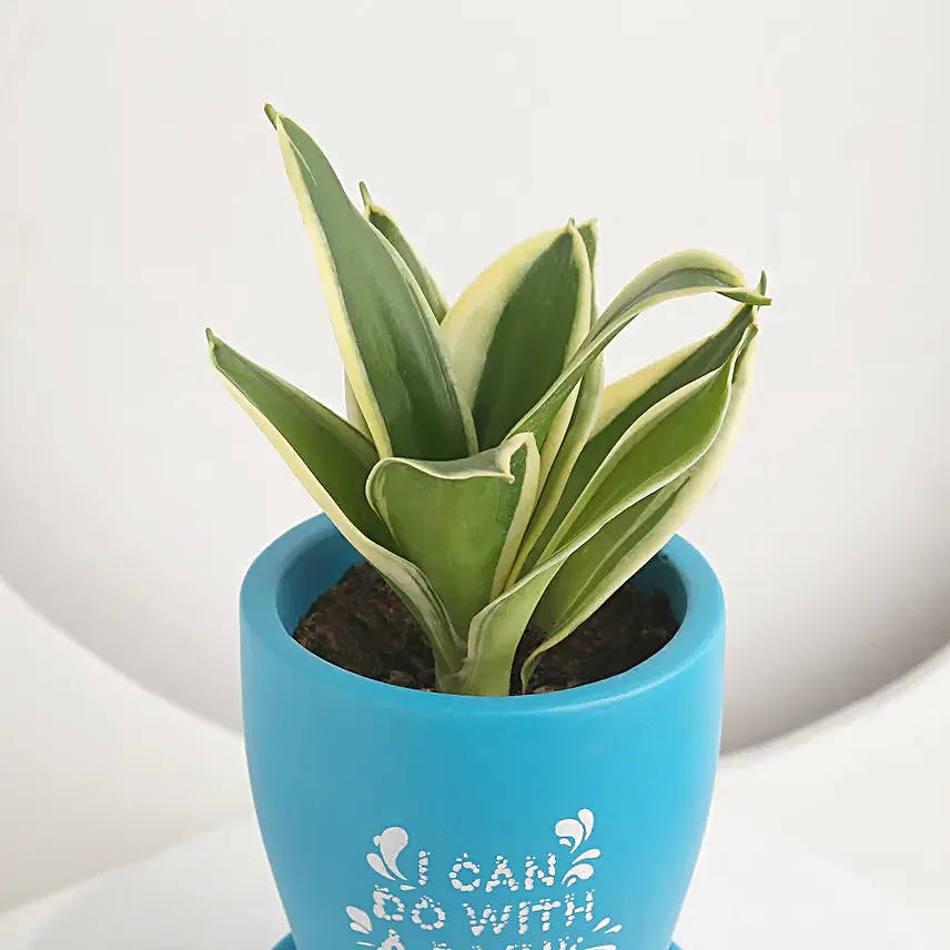 Summer Delight For Mom Gift Pot