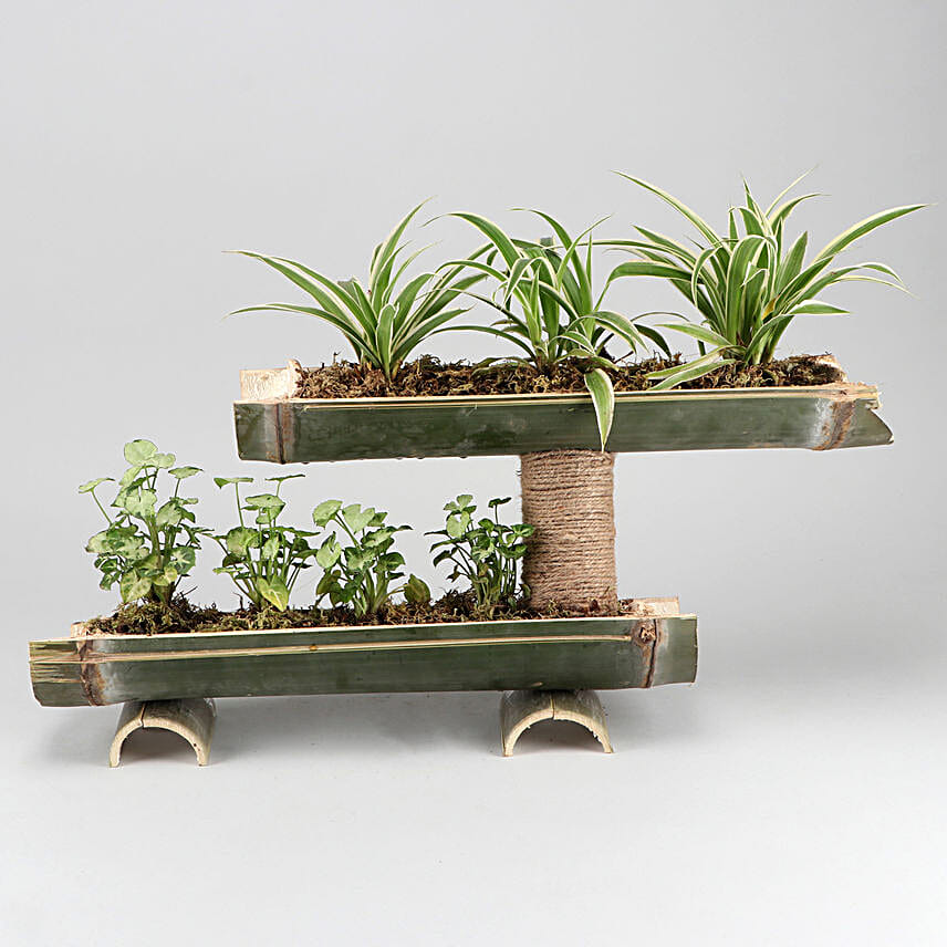 Syngonium And Spider Plant Double Decker Setup