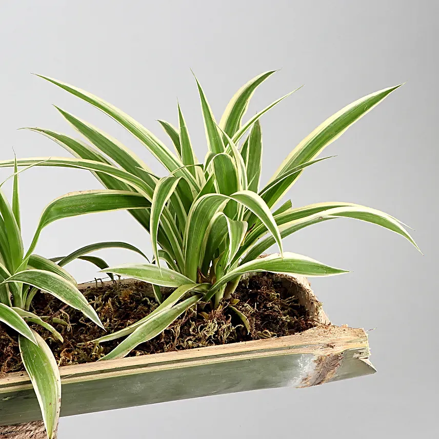 Syngonium And Spider Plant Double Decker Setup