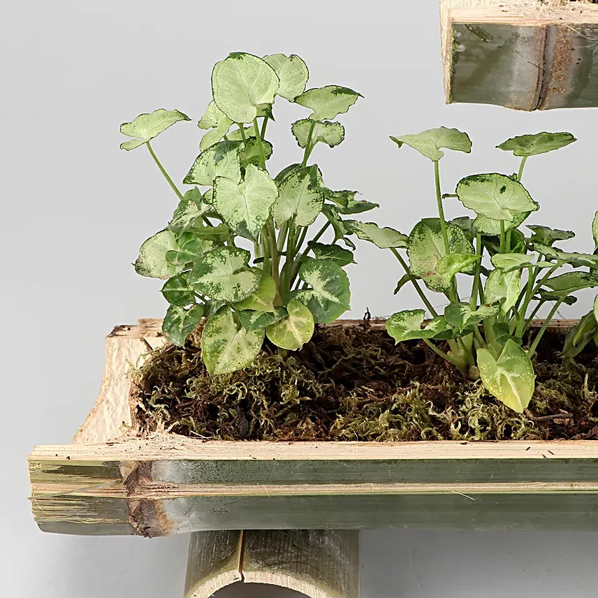 Syngonium And Spider Plant Double Decker Setup